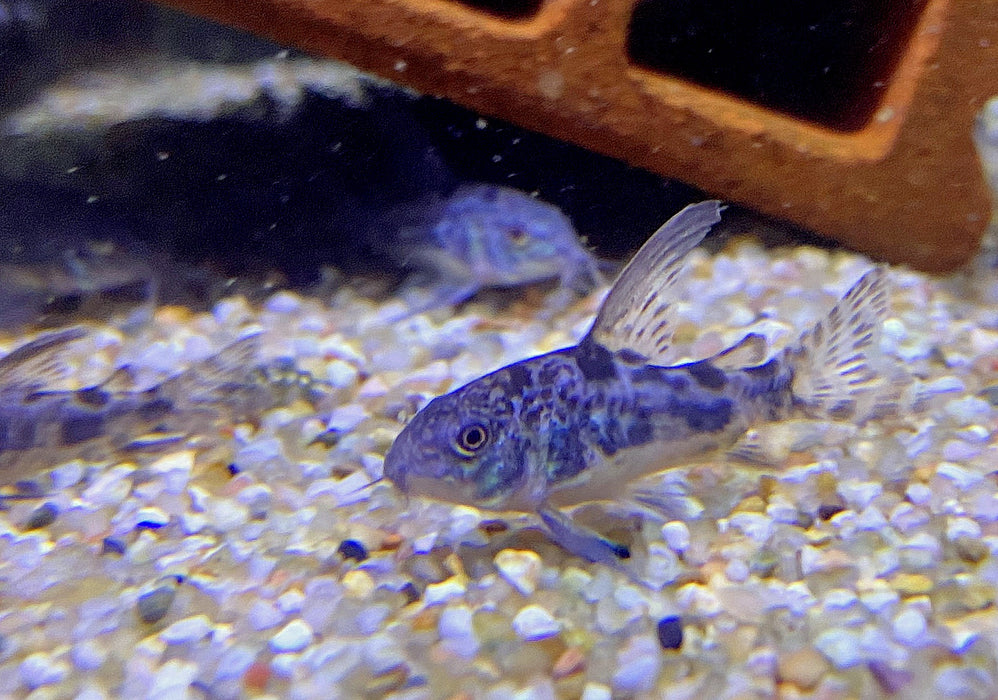 Marmorierter Panzerwels Highfin - Hoplisoma (Corydoras) paleatum