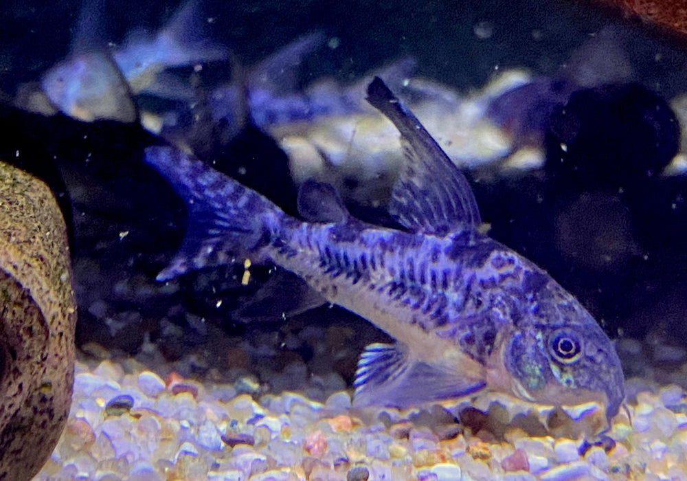 Marmorierter Panzerwels Highfin - Hoplisoma (Corydoras) paleatum