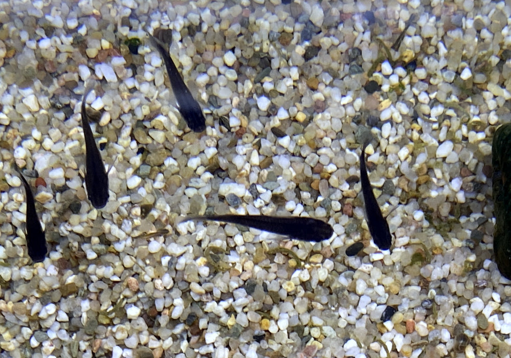 Medaka / Japanischer Reisfisch "BLACK DRAGON" - Oryzias latipes
