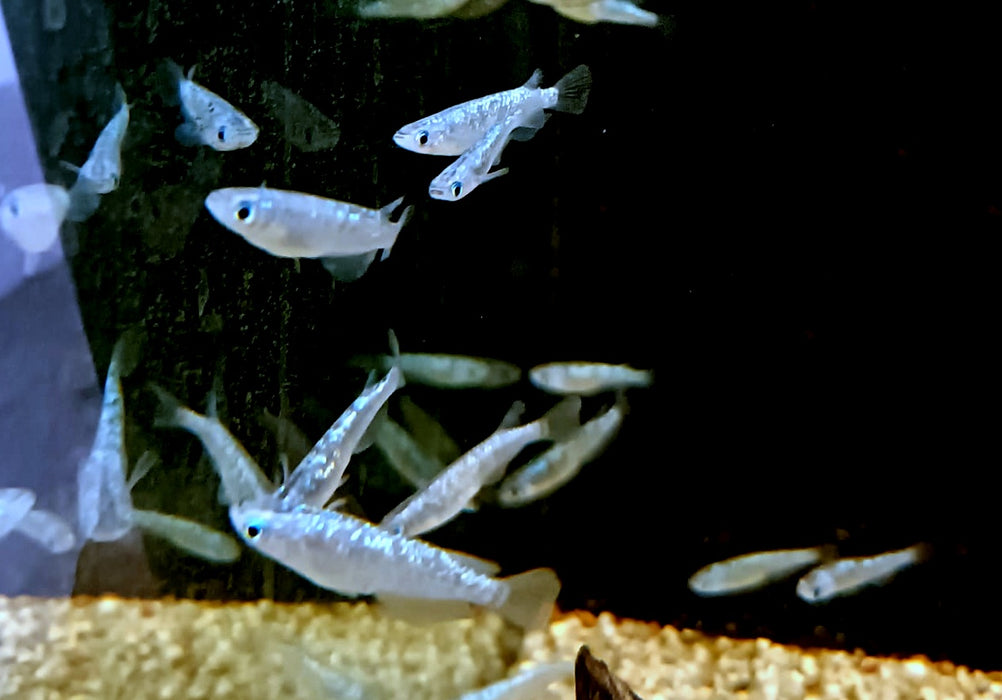 Medaka / Japanischer Reisfisch "BLUE LAME" - Oryzias latipes