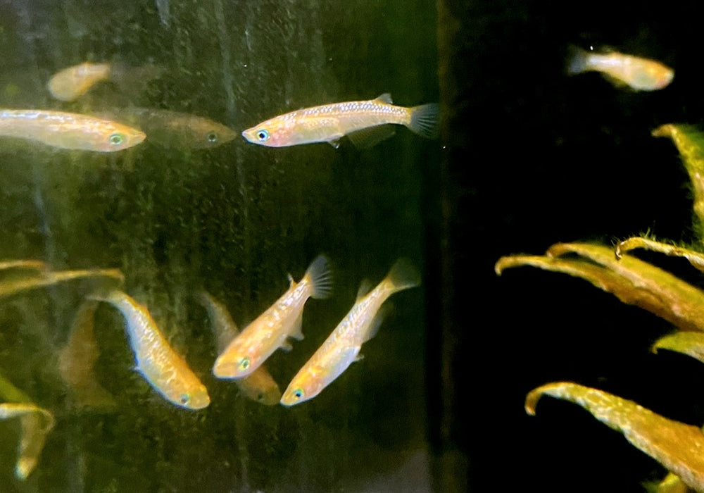 Medaka / Japanischer Reisfisch "GOLD BUCI LAME" - Oryzias latipes