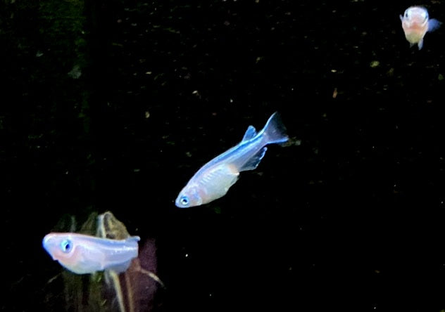 Medaka / Japanischer Reisfisch "MIYUKI BLUE" - Oryzias latipes