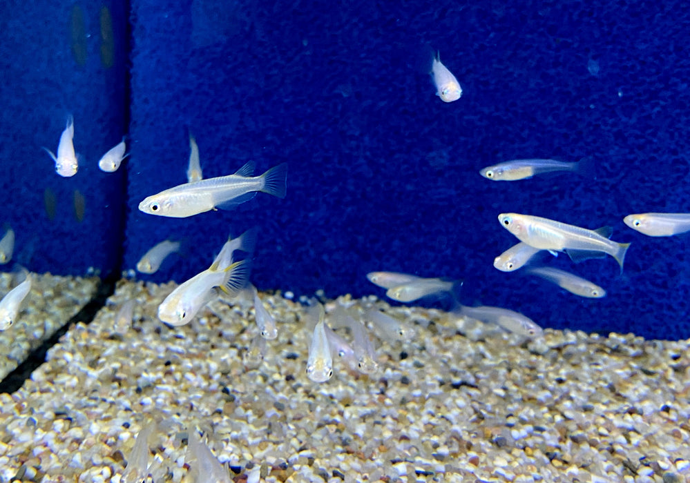 Medaka / Japanischer Reisfisch "WHITE" - Oryzias latipes