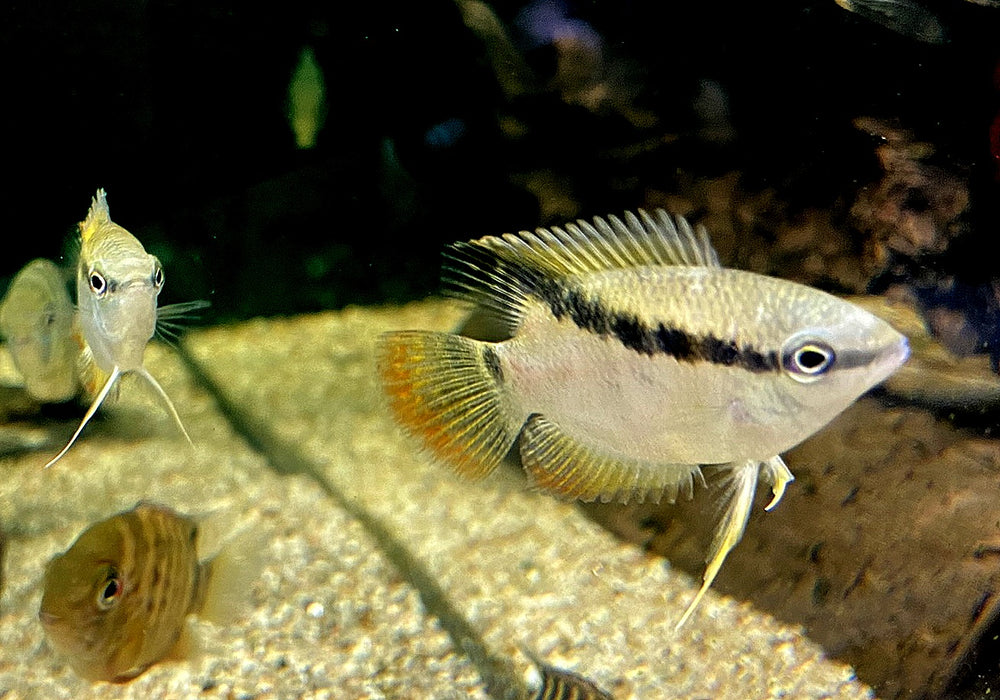 RARITÄT - Gelber Flaggenbuntbarsch - Mesanauta insignis