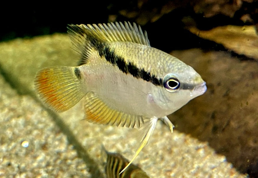 RARITÄT - Gelber Flaggenbuntbarsch - Mesanauta insignis