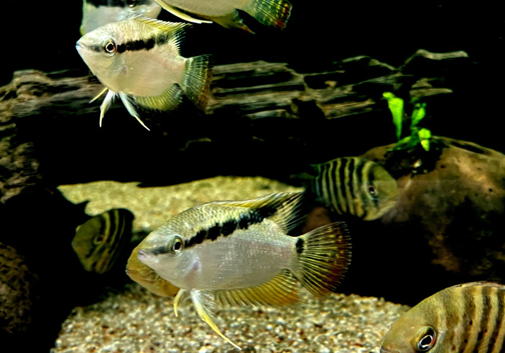 RARITÄT - Gelber Flaggenbuntbarsch - Mesanauta insignis
