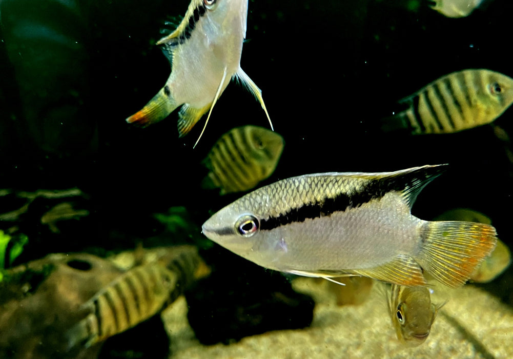 RARITÄT - Gelber Flaggenbuntbarsch - Mesanauta insignis