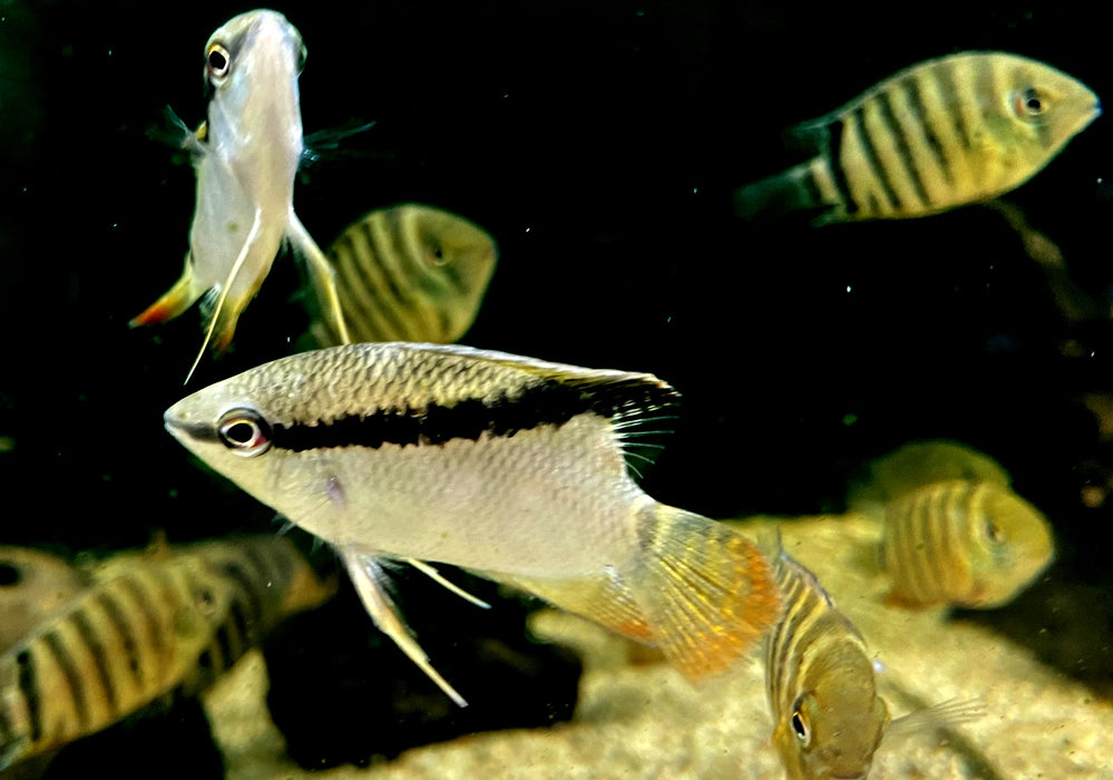 RARITÄT - Gelber Flaggenbuntbarsch - Mesanauta insignis