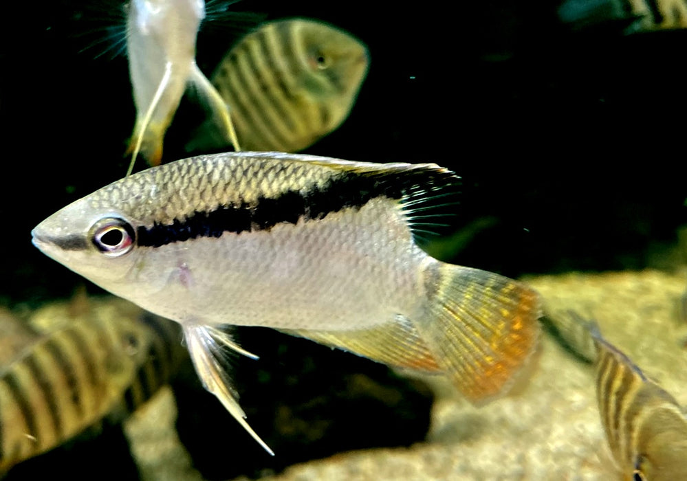 RARITÄT - Gelber Flaggenbuntbarsch - Mesanauta insignis