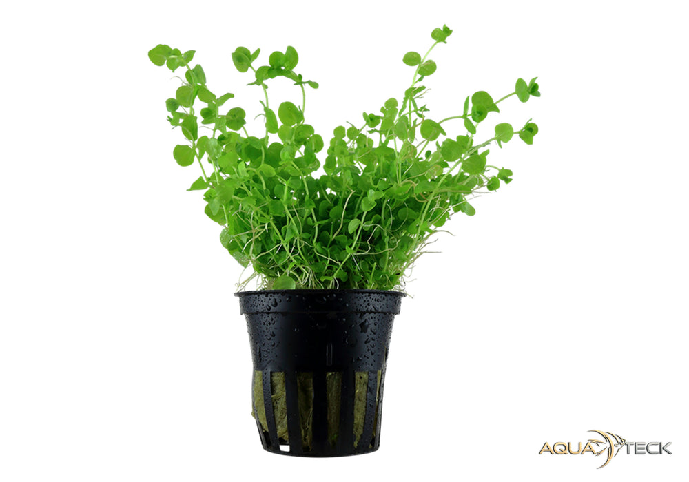 Micranthemum umbrosum