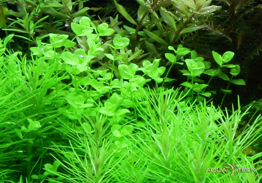 Micranthemum umbrosum