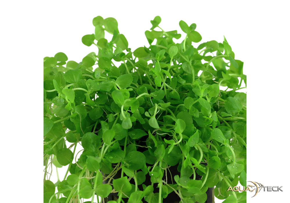 Micranthemum umbrosum