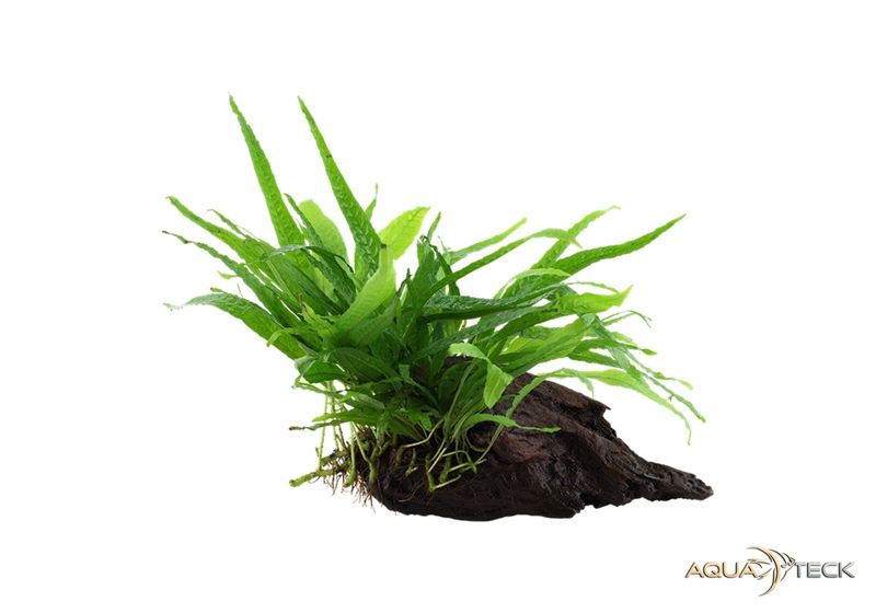 Microsorum pteropus 'Narrow' auf Wurzel aqua-teck