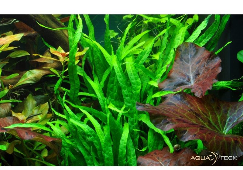 Microsorum pteropus 'Narrow' auf Wurzel aqua-teck