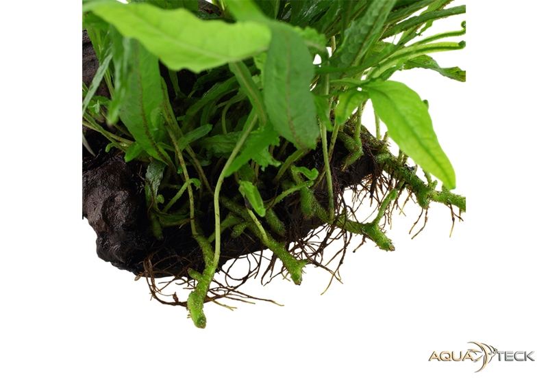 Microsorum pteropus 'Narrow' auf Wurzel aqua-teck