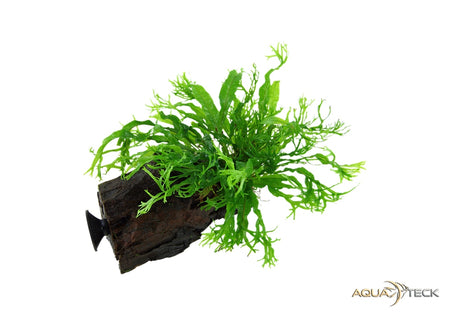 Microsorum pteropus 'Windeløv' auf Wurzel mit Saugnapf image