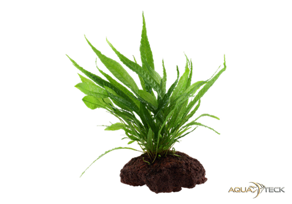 Microsorum pteropus auf Lavastein