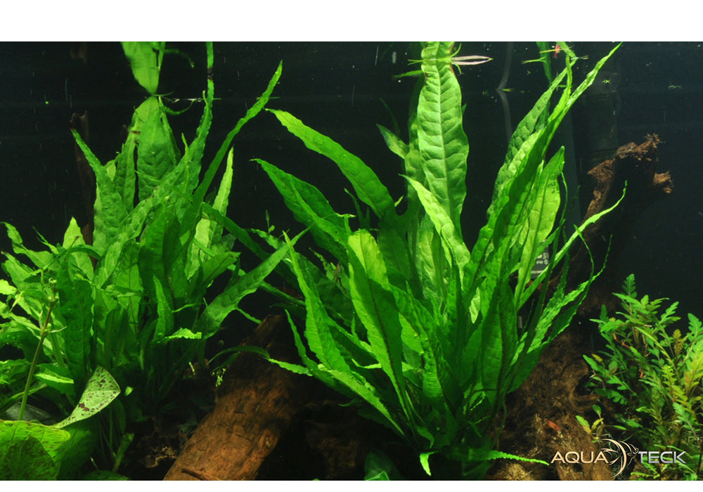 Microsorum pteropus auf Lavastein