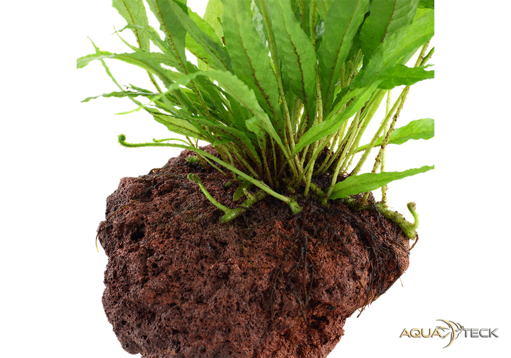 Microsorum pteropus auf Lavastein