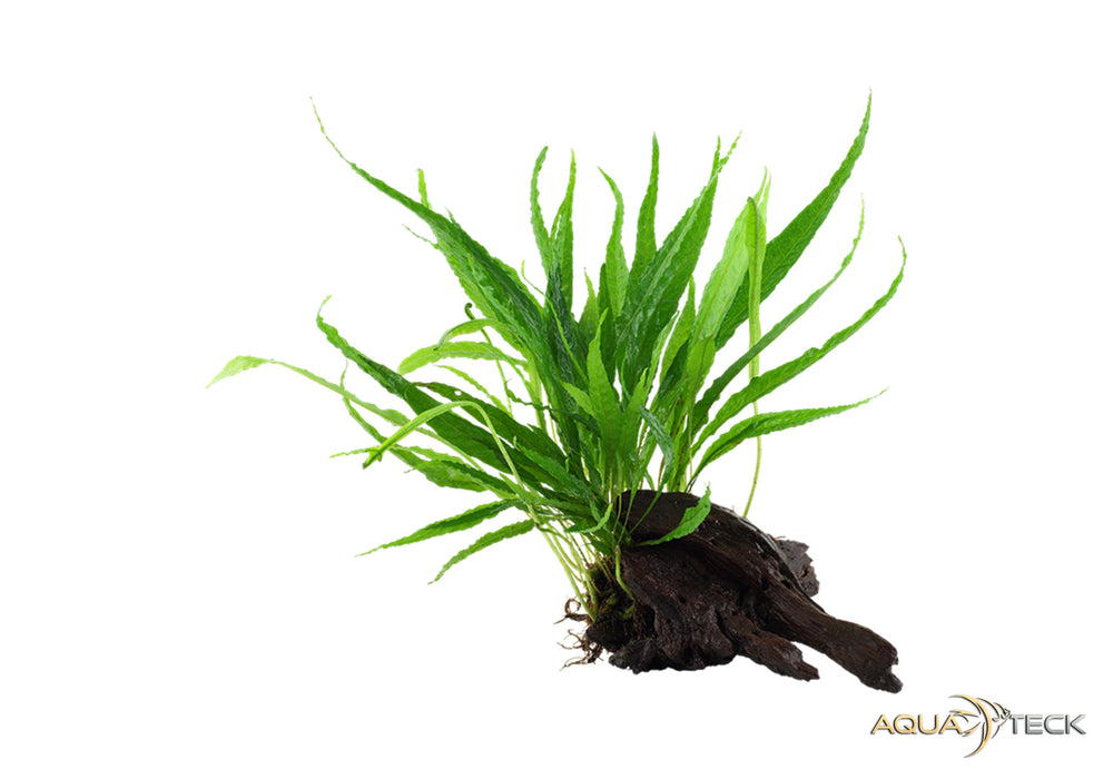 Microsorum pteropus auf Wurzel