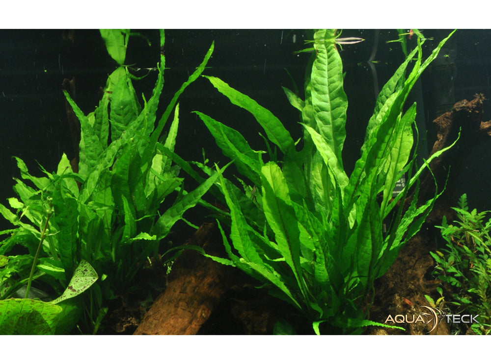 Microsorum pteropus auf Wurzel