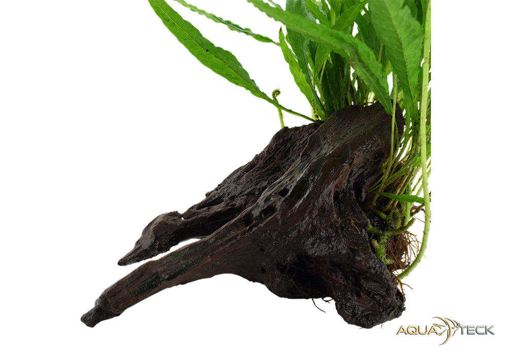 Microsorum pteropus auf Wurzel