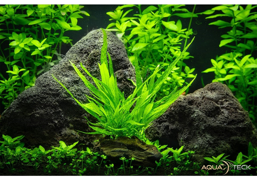 Microsorum pteropus nano wood auf Wurzel aqua-teck