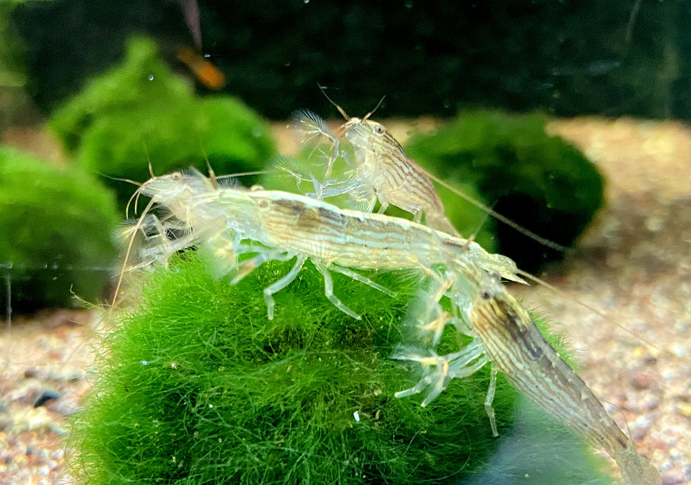 Molukkenfächergarnele - Atyopsis moluccensis