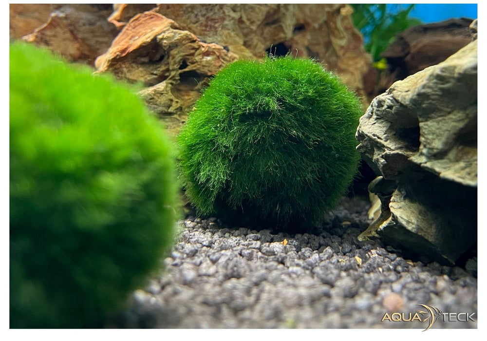 Mooskugel — AQUA TECK