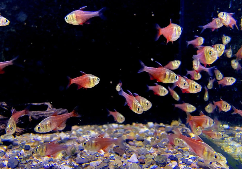 NEU - Roter von Rio "DIAMANT" - Hyphessobrycon flammeus