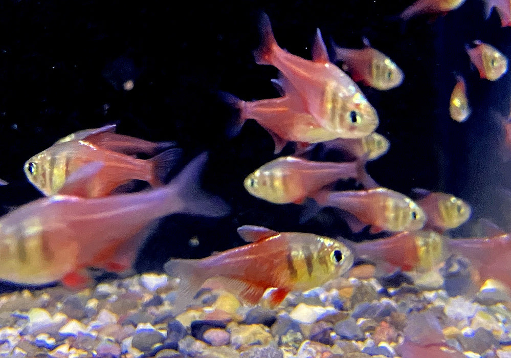 NEU - Roter von Rio "DIAMANT" - Hyphessobrycon flammeus