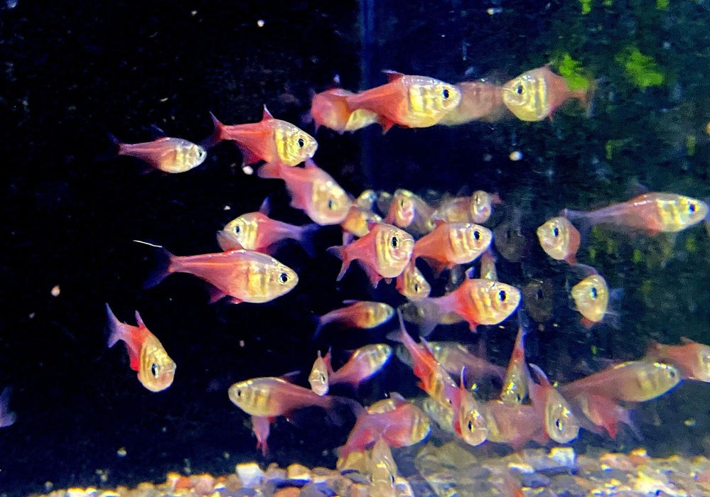 NEU - Roter von Rio "DIAMANT" - Hyphessobrycon flammeus