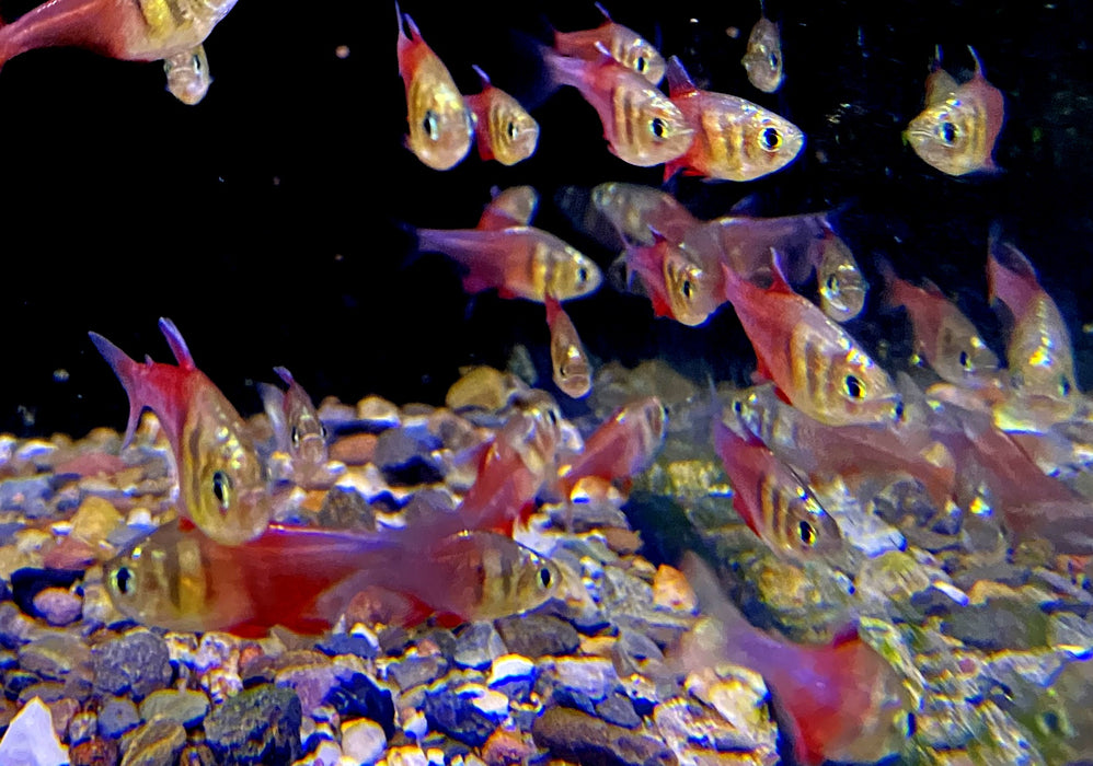 NEU - Roter von Rio "DIAMANT" - Hyphessobrycon flammeus