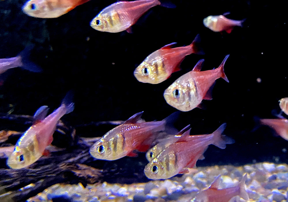 NEU - Roter von Rio "DIAMANT" - Hyphessobrycon flammeus