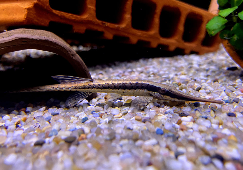 Nadelwels - Farlowella acus