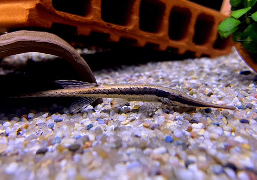 Nadelwels - Farlowella acus