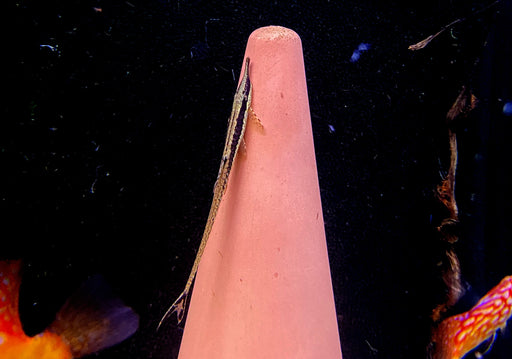 Nadelwels - Farlowella acus