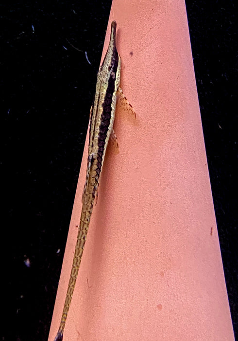 Nadelwels - Farlowella acus