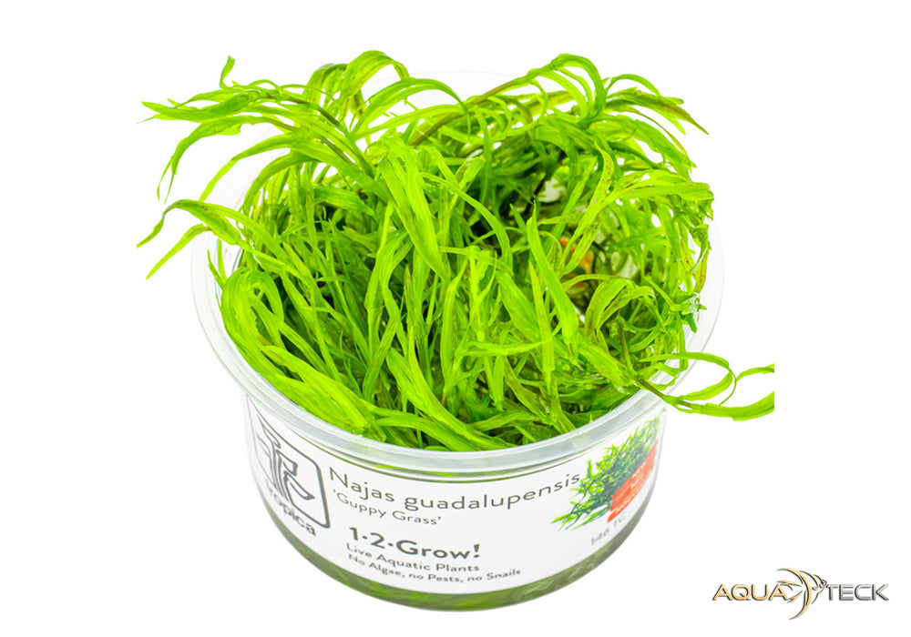 Najas guadalupensis 'guppy grass' (InVitro)