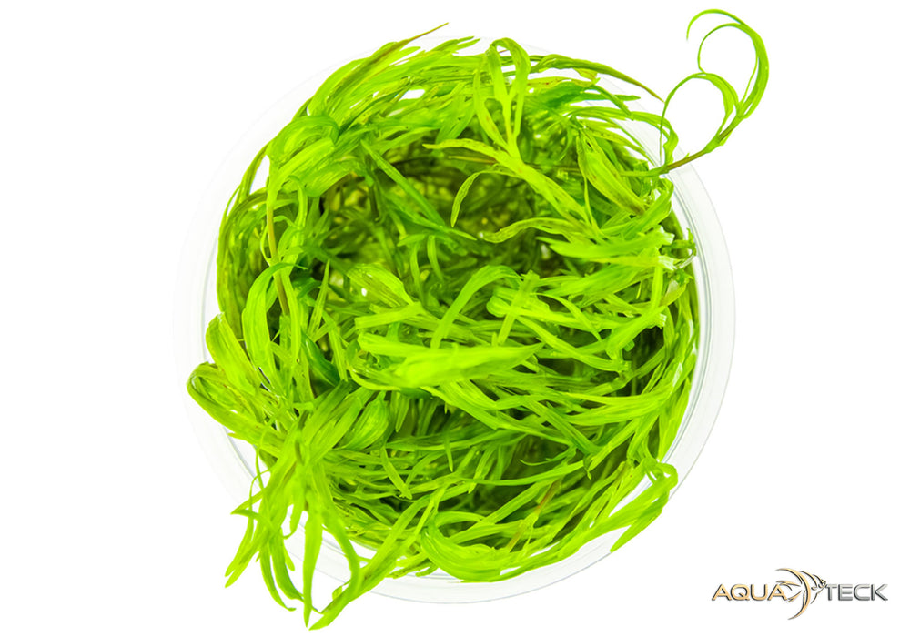 Najas guadalupensis 'guppy grass' (InVitro)