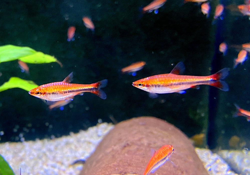 NEW - Längsbandziersalmler "super red" (DNZ) - Nannostomus beckfordi