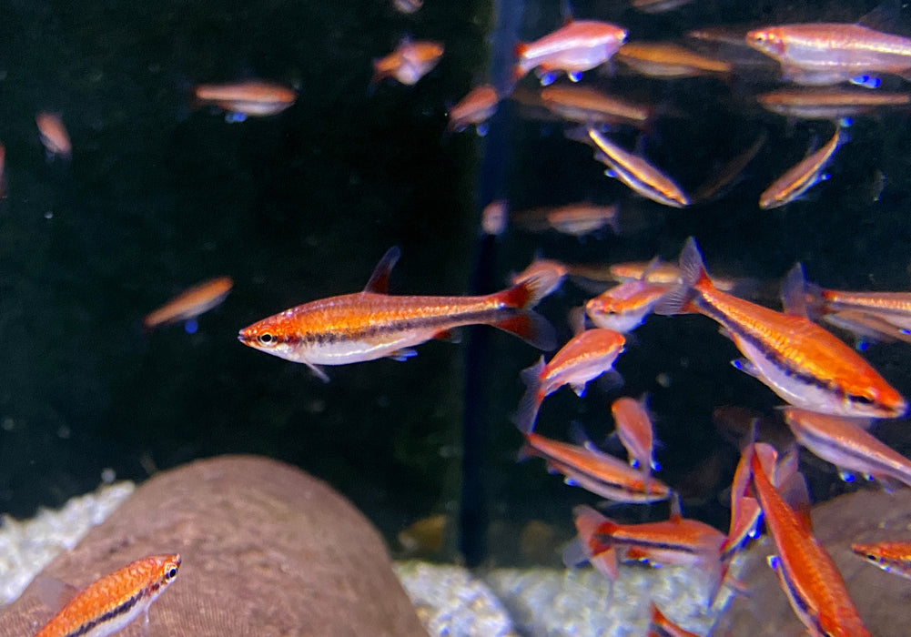 NEW - Längsbandziersalmler "super red" (DNZ) - Nannostomus beckfordi