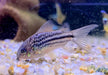 Nanus-Panzerwels - Gastrodermus (Corydoras) nanus