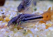 Nanus-Panzerwels - Gastrodermus (Corydoras) nanus