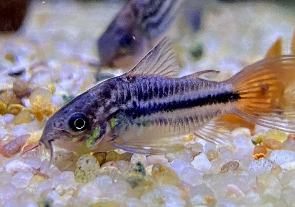 Nanus-Panzerwels - Gastrodermus (Corydoras) nanus