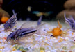 Nanus-Panzerwels - Gastrodermus (Corydoras) nanus