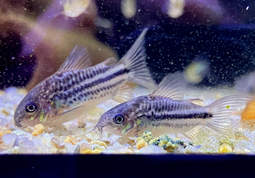 Nanus-Panzerwels - Gastrodermus (Corydoras) nanus