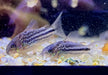 Nanus-Panzerwels - Gastrodermus (Corydoras) nanus