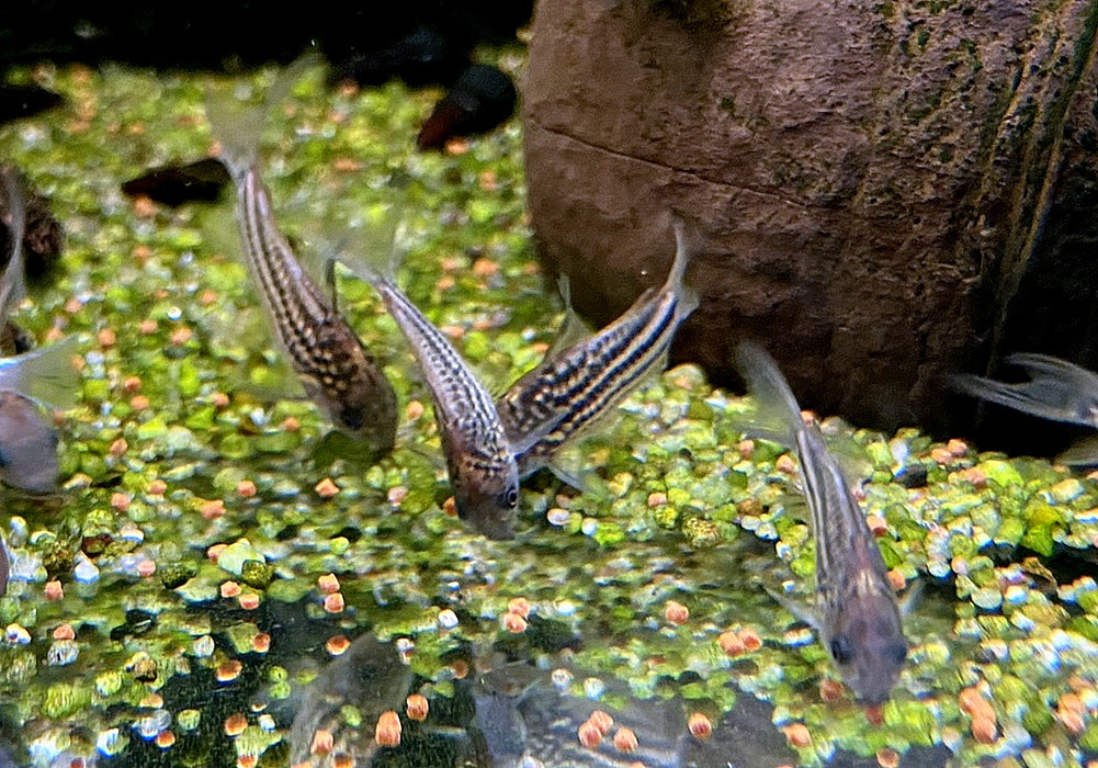 Napo-Panzerwels - Corydoras napoensis