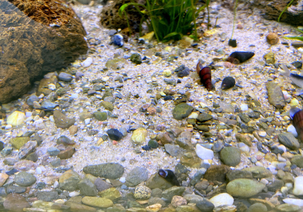 Naturkiesmischung Malawi (1-6 mm) 